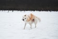 Half-breed shepherd and husky shakes off the snow in nature. Adorable white fluffy pet dog with red collar walks in winter snow