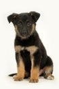 Half-breed shepherd puppy