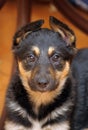 Half-breed shepherd puppy carefully looks Royalty Free Stock Photo