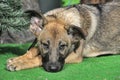 Half-breed shepherd puppy Royalty Free Stock Photo