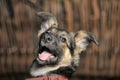 Half-breed shepherd puppy Royalty Free Stock Photo