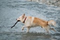 Half breed of Siberian husky and white Swiss shepherd. Spend time with dog by the water. White fluffy large mongrel runs merrily Royalty Free Stock Photo