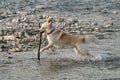 Half breed of Siberian husky and white Swiss shepherd. Spend time with dog by the water. White fluffy large mongrel runs merrily Royalty Free Stock Photo