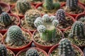 A half-broken cactus with small shoots was planted in a red pot in a nursery Royalty Free Stock Photo