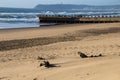 Half-buried Driftwood with Pier and Bluff in Background