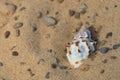 Half buried sea shell Royalty Free Stock Photo