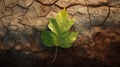 A half-burned leaf on cracked earth symbolizes drought, river symbolizes of climate change Royalty Free Stock Photo