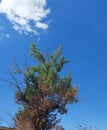 Half burned tree along the road