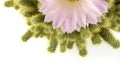 Half of cactus flower, isolated Royalty Free Stock Photo