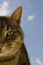 Half Cat Face Isolated on the Left With Sky Backgr Royalty Free Stock Photo