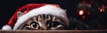 Half of cat muzzle tricky looking out from behind table on Christmas tree backdrop. Banner. Close up Royalty Free Stock Photo