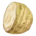 Half a celeriac root vegetable showing cross section Royalty Free Stock Photo