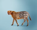 Half cheetah partially zebra predator vs herbivore Royalty Free Stock Photo