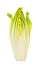 Half of chicory isolated