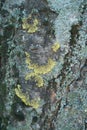 Half circles of lichens on bark of horse chestnut