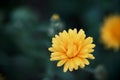 Half-closed flower of pot marigold (also known as ruddles or Calendula officinalis) with bloom and bud.