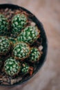 Half closer look of a potted cactus with thorns. Royalty Free Stock Photo