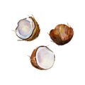 The half coconut in perspective on white background, watercolor illustration set