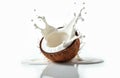 Half coconut shell overflows with creamy white liquid splash. Droplets scatter from the open tropical fruit on clean white Royalty Free Stock Photo