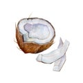 The half coconut with slices on white background, watercolor illustration