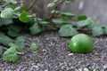 Half cut green lime fruit grey concrete surface. Green emerald leaves and branch of bindweed close up. Postcard and
