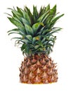 A half cut pineapple against a white background Royalty Free Stock Photo