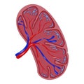 Half cut spleen icon, realistic style