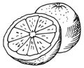 Half cutted citrus engraving. Juicy orange drawing Royalty Free Stock Photo