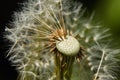 Half dandelion blowed by