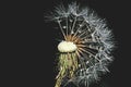 Half dandelion, make a wish Royalty Free Stock Photo