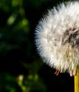 Half dandelion ready to be blown away Royalty Free Stock Photo