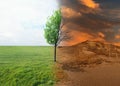 Half dead and alive tree outdoors. Conceptual photo depicting Earth destroyed by global warming Royalty Free Stock Photo