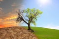 Half dead and alive tree outdoors. Conceptual photo depicting Earth destroyed by global warming Royalty Free Stock Photo