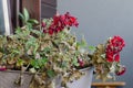 Half-Dead and shriveled plant Pelargonuim, in a plastic pot, on Royalty Free Stock Photo