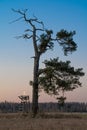half-dead tree with moon in rural landscape Royalty Free Stock Photo