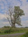 Half dead willow tree in the marsh in Bourgoyen nature reserve, Ghent, Flanders