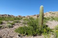 Half-desert mountain valley with cactus and bushes