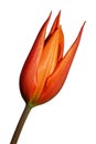 Half developed tulip flower of Juan hybrid, spiky orange petals Royalty Free Stock Photo