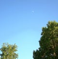 Half disk of a young moon on a blue clear sky, view through the crowns of trees