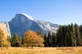 Half Dome and english elm