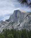 Half Dome mountain peak seen behind green sugar pine trees in Yosemite National Park, California Royalty Free Stock Photo