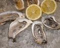 Half dozens fresh oysters on the half shell