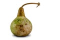 Half-dried gourd isolated on a white background