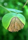 A half dried green leaf on the plant.