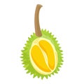 Half of durian icon cartoon vector. Food fruit