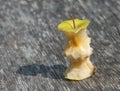 Half eaten apple and bee