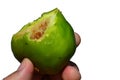 Half eaten fig fruit ficus carica held in man left hand on white background Royalty Free Stock Photo