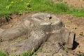 Half-exposed stump - photo of stump in the middle of exclavation process with one root already cut