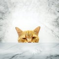 half face of cat look on marble table as present advertising pet product on display Royalty Free Stock Photo