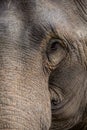Half face of elephant Royalty Free Stock Photo